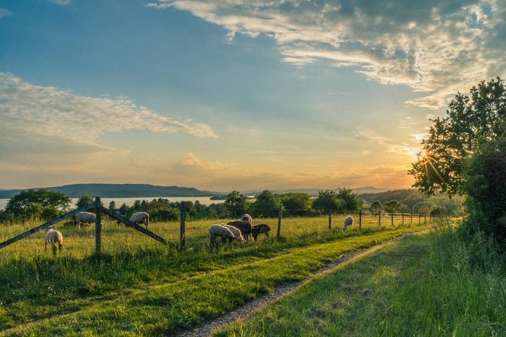 Farm Names