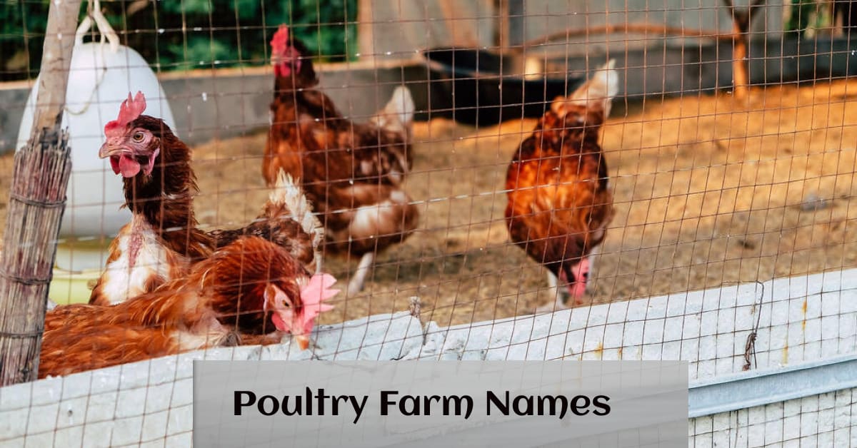 700-absolute-best-poultry-chicken-farm-name-ideas