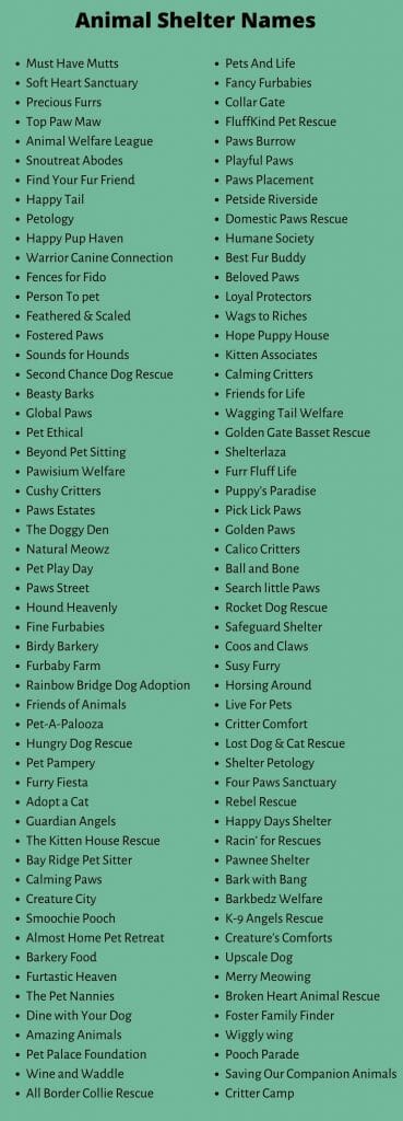 Animal Shelter Names: 700+ Catchy Animal Rescue Names