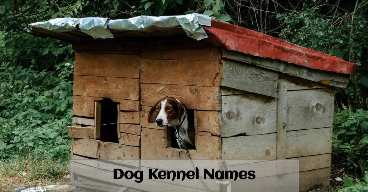 Kennel Club Name Ideas