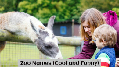 Zoo Names