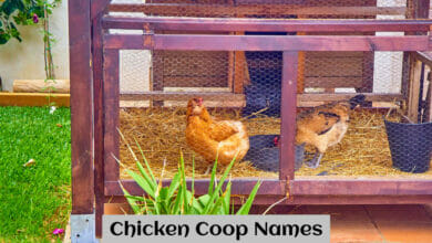 Chicken Coop Names