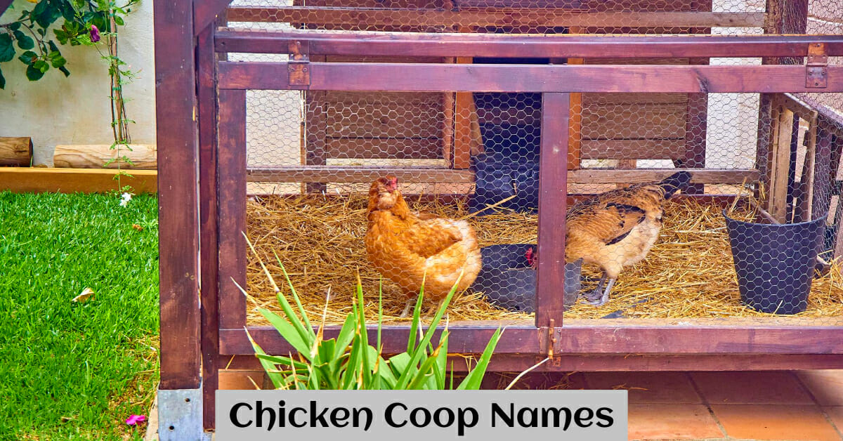 900+ Cute and Funny Chicken Coop Names (Updated)