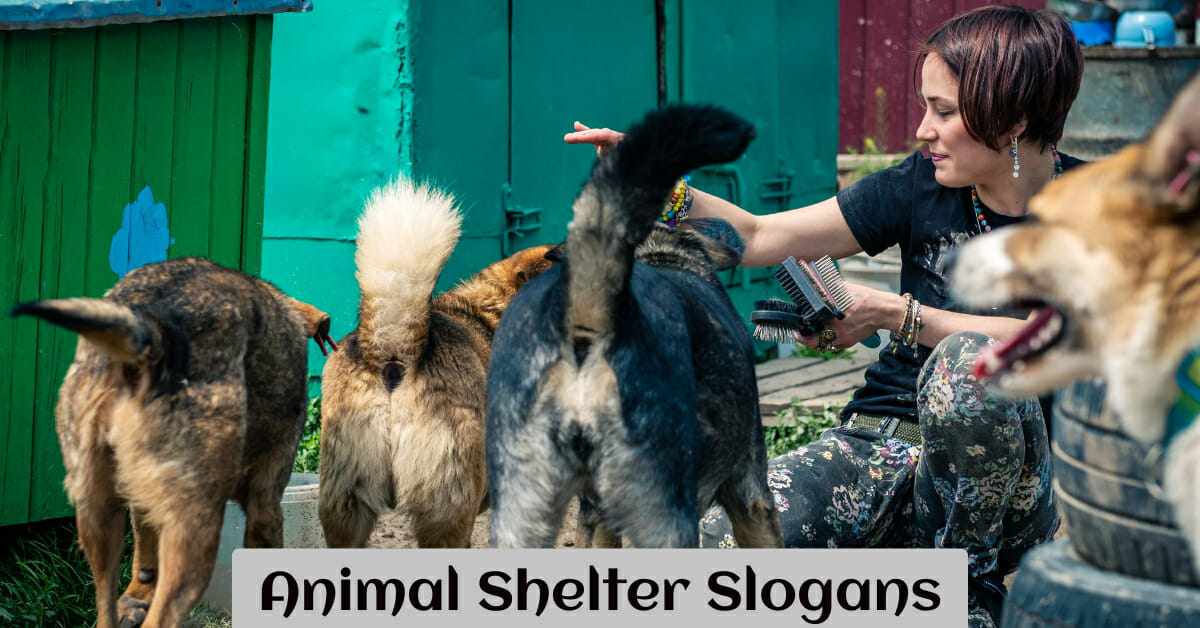 340 Best Animal Shelter Slogans And Taglines 340 Best Animal Shelter Slogans And Taglines