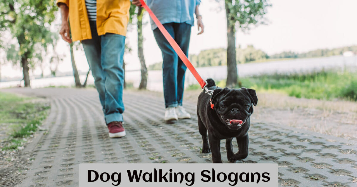 560+ Catchy Dog Walking Slogans To Get More Clients' Attention