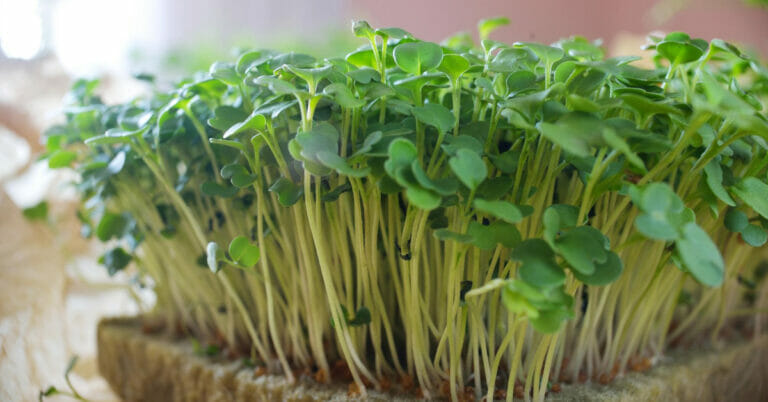 Microgreen Business Names