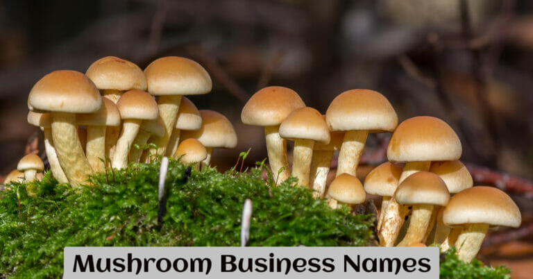 Mushroom Business Names